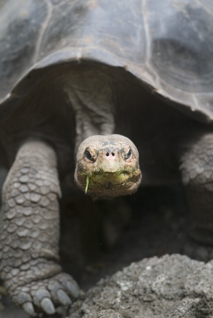 When Innovating Go Slow